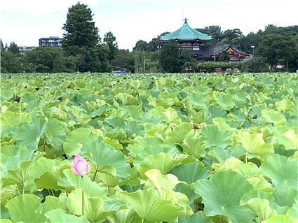 上野不忍池の蓮-1