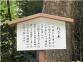 MeijiJingu_20250731_008