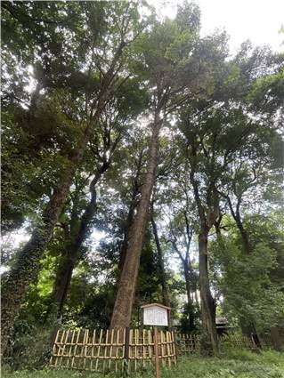 MeijiJingu_20250731_009