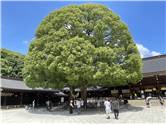 MeijiJingu_20250731_022