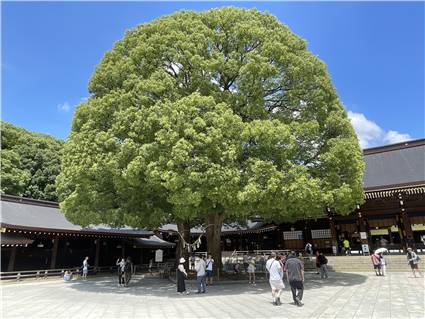 MeijiJingu_20250731_022