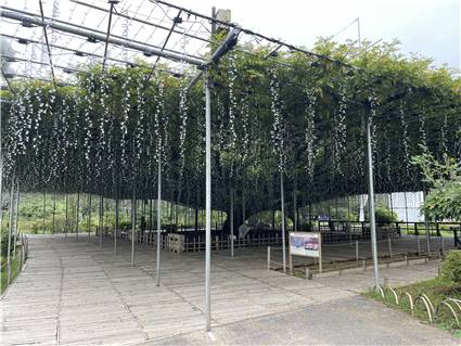 あしかがフラワーパーク