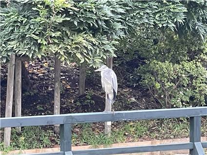 あしかがフラワーパーク