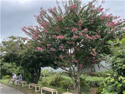 あしかがフラワーパーク