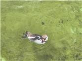 DJI_20260727_103818_243.JPG