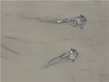 DJI_20260727_105134_804.JPG