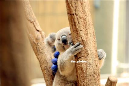 koala_20250622_001