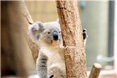 koala_20250622_002