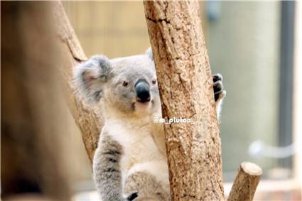 koala_20250622_002