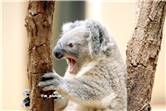 koala_20250622_003