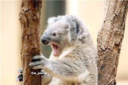 koala_20250622_003