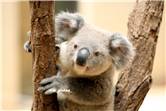 koala_20250622_004