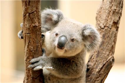 koala_20250622_004