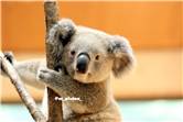 koala_20250622_005