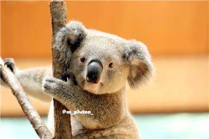 koala_20250622_005