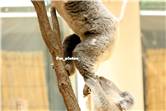 koala_20250622_006