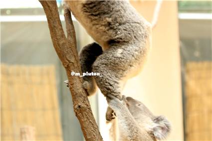 koala_20250622_006