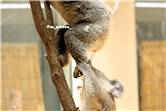 koala_20250622_007