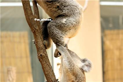 koala_20250622_007