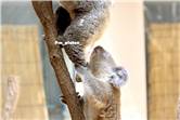 koala_20250622_008