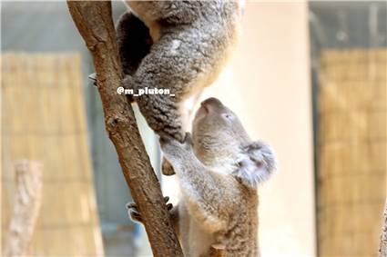 koala_20250622_008