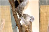 koala_20250622_009