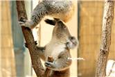 koala_20250622_010