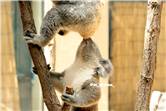 koala_20250622_011
