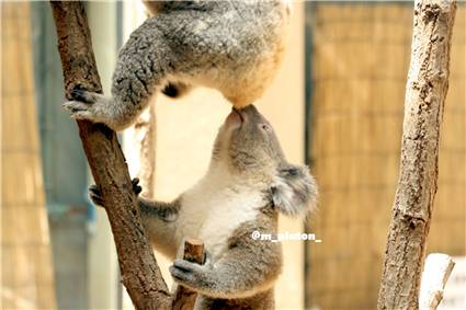 koala_20250622_011