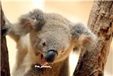 koala_20250622_014