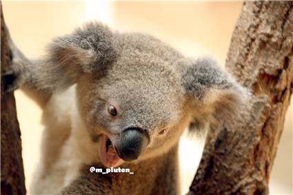 koala_20250622_014