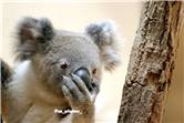 koala_20250622_015