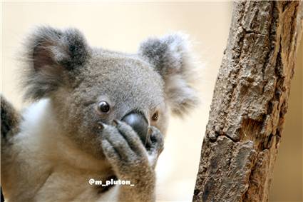 koala_20250622_015