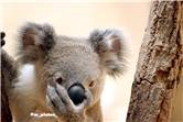 koala_20250622_016