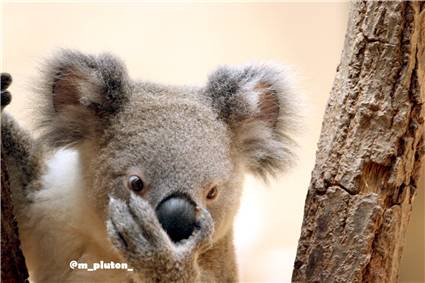 koala_20250622_016