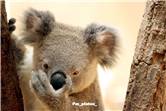 koala_20250622_017