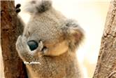 koala_20250622_018