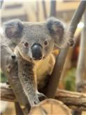 koala_20250622_019