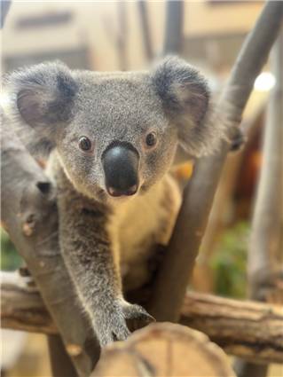 koala_20250622_019