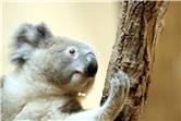 koala_20250622_020