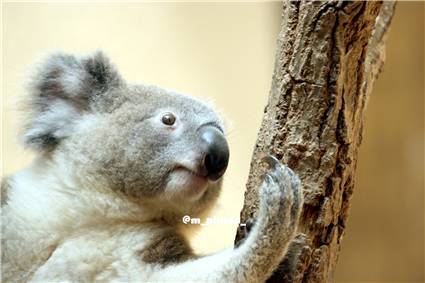 koala_20250622_020