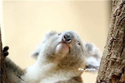 koala_20250622_021