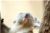 koala_20250622_021