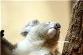 koala_20250622_022