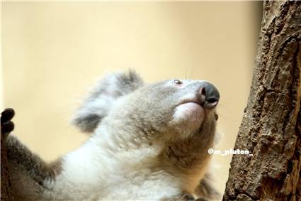 koala_20250622_022