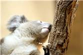 koala_20250622_023