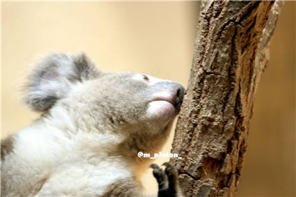 koala_20250622_023