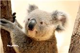 koala_20250622_024
