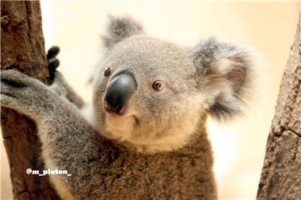koala_20250622_024