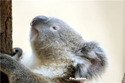 koala_20250622_025